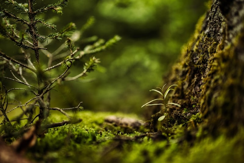 Whimsical Botanical Worlds